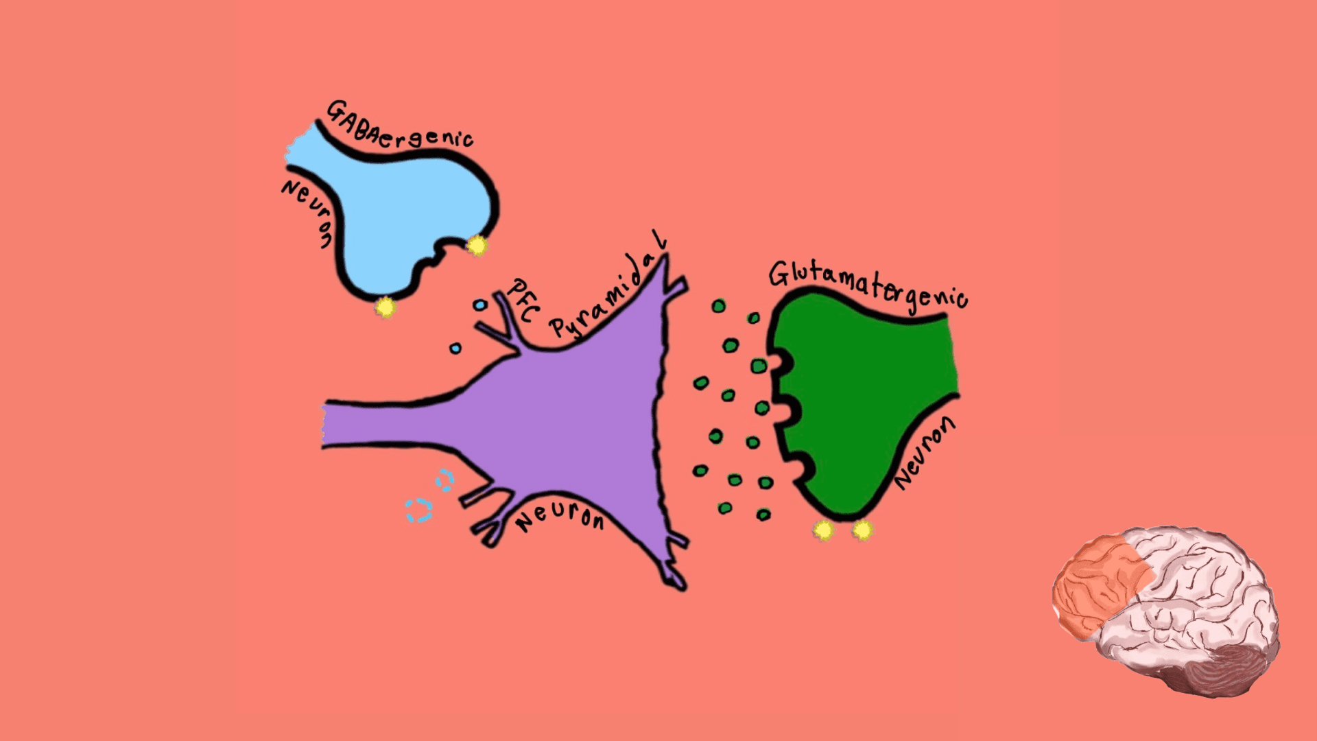 Prefrontal Cortex zoom