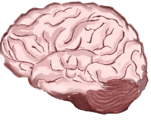Plain brain