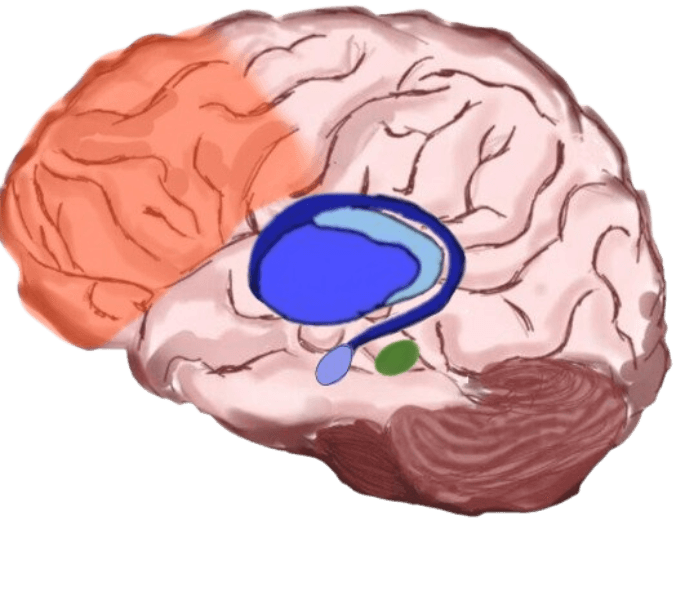 Brain parts illustration